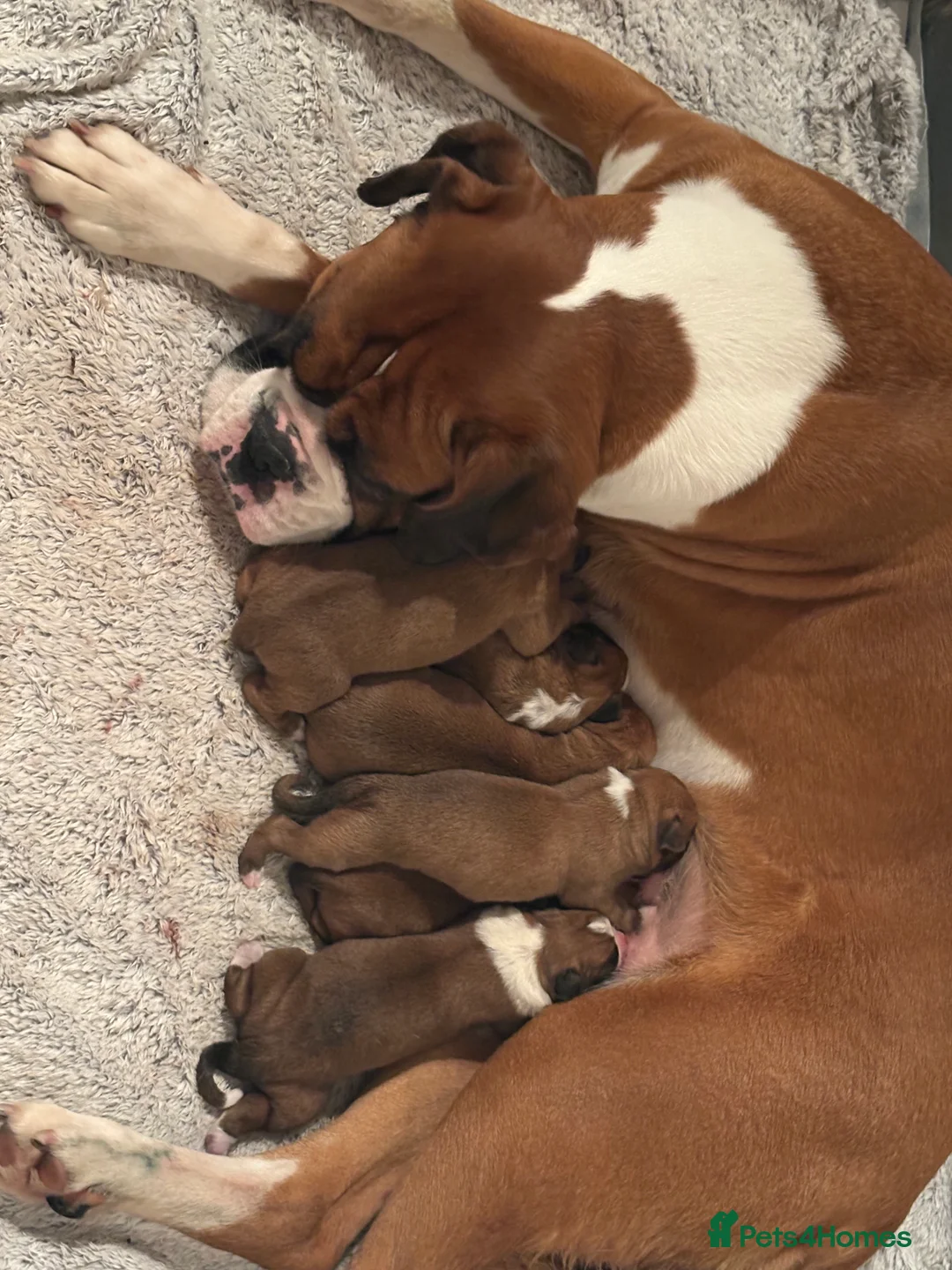 Boxer dogs for sale: Boxer  in Mexborough - Advert 7