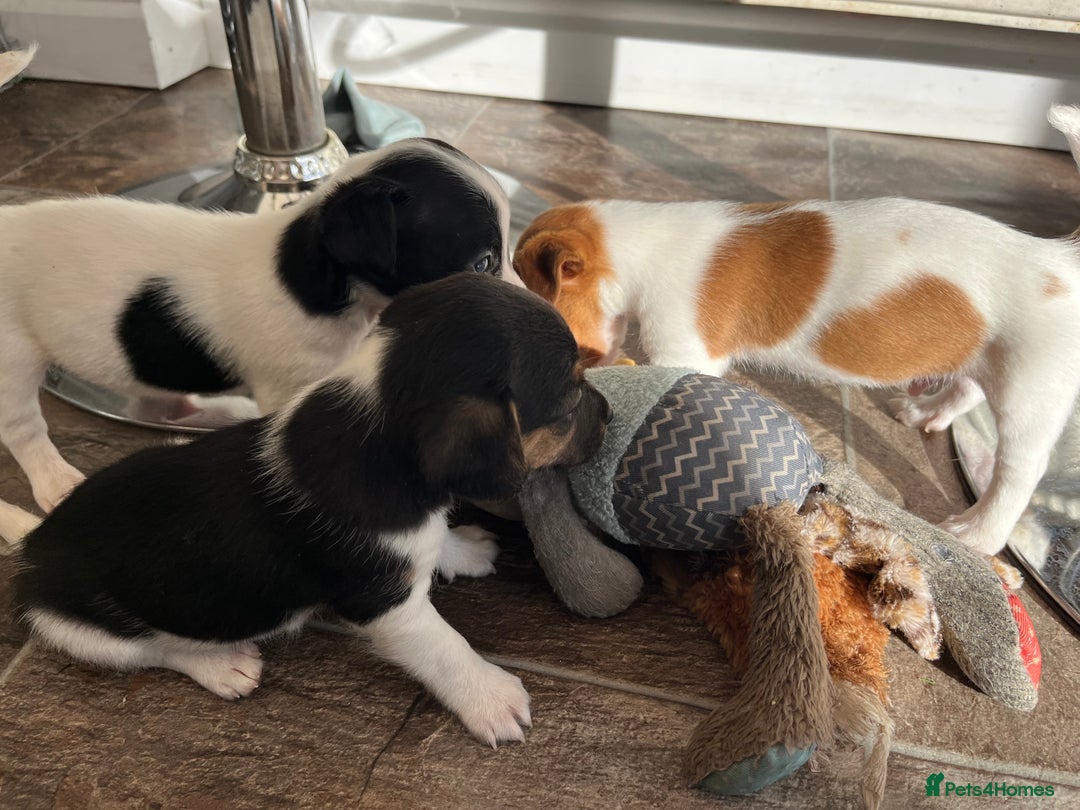 Jack Russell dogs for sale: Stunning little boys and girls - Image 21