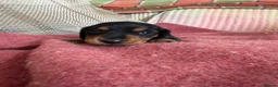 Miniature Dachshund dogs for sale: CHAMPION LINE KC REG & PRA CLEAR MINIS LOW COI - Advert 5