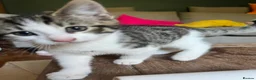 Mixed Breed cats for sale: Siberian X kittens ready now - Advert 4
