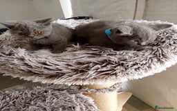 Brazilian Shorthair cats for sale: Beautiful blues Bristh short hair - Image 27