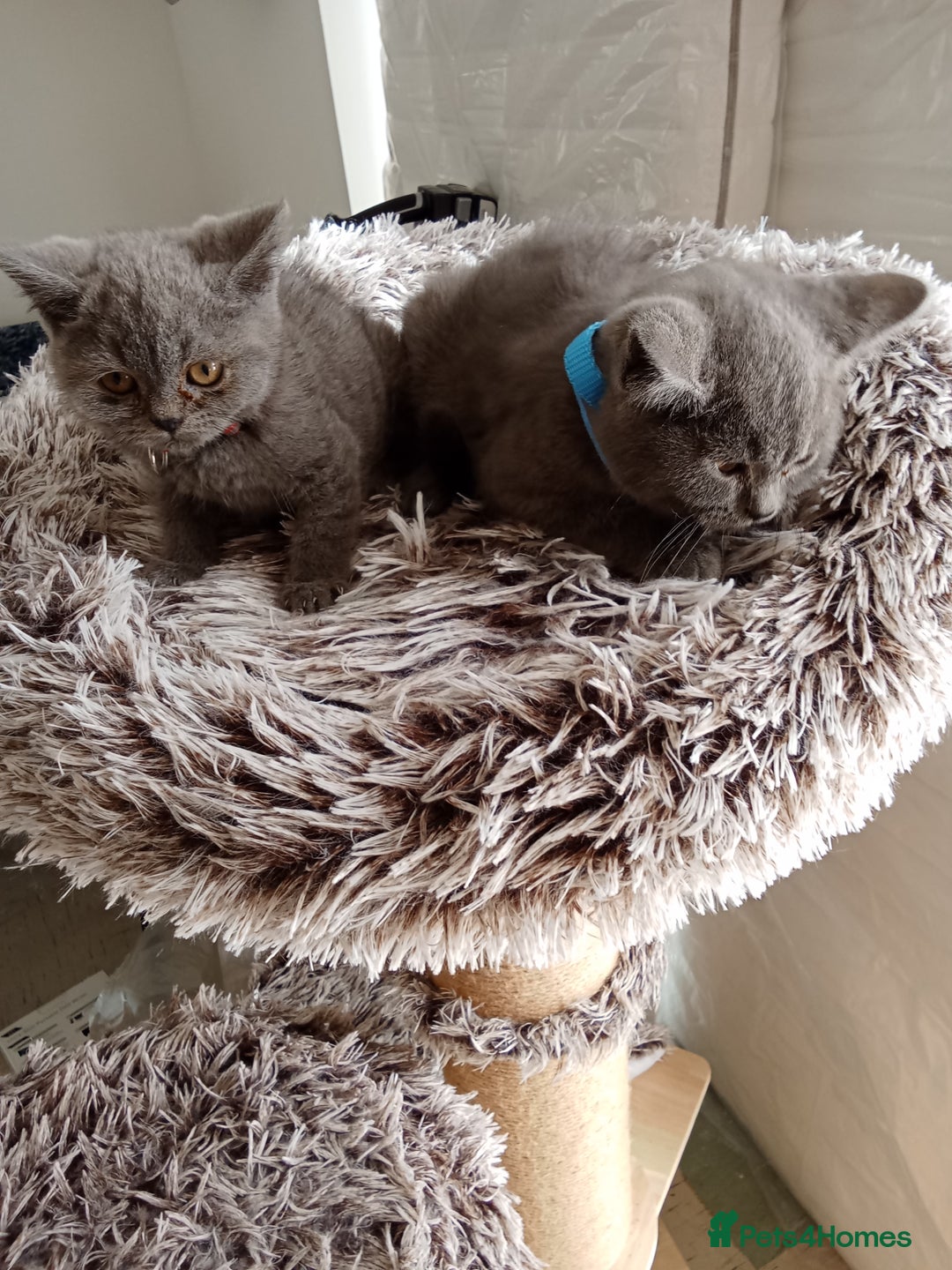 Brazilian Shorthair cats for sale: Beautiful blues Bristh short hair - Image 27