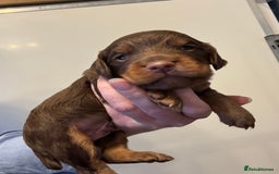 Cocker Spaniel dogs for sale: KC reg cocker spaniel pups  - Image 9