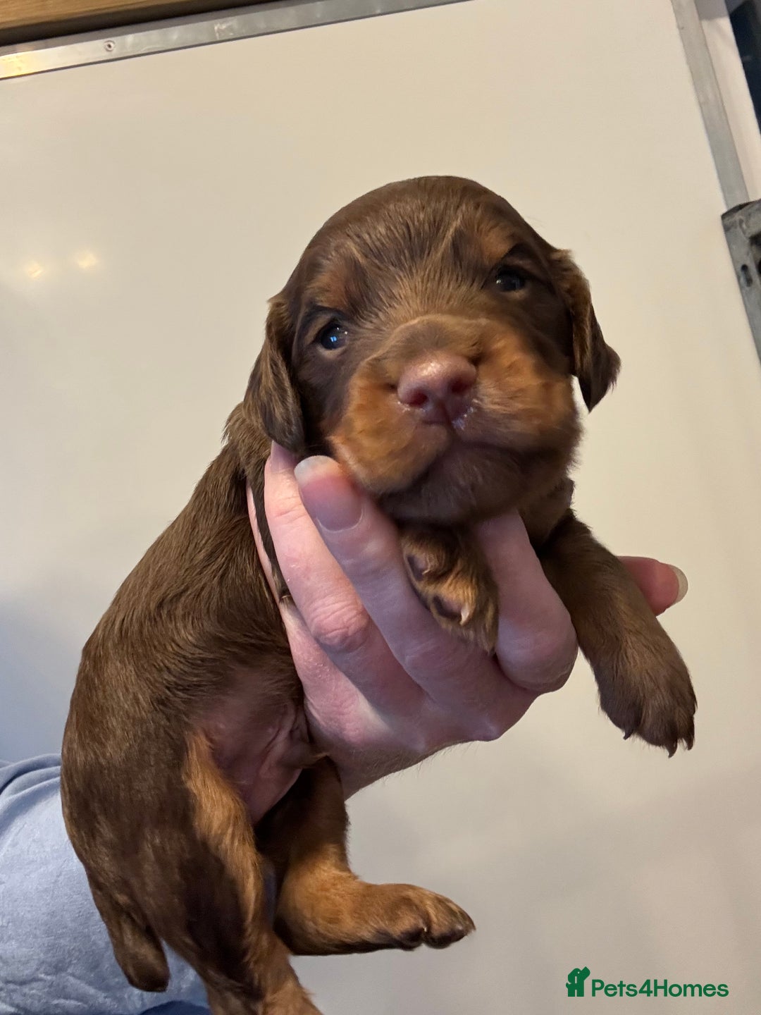 Cocker Spaniel dogs for sale: KC reg cocker spaniel pups  - Image 9