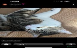 Mixed Breed cats for sale: Homes needed urgently  - Image 5