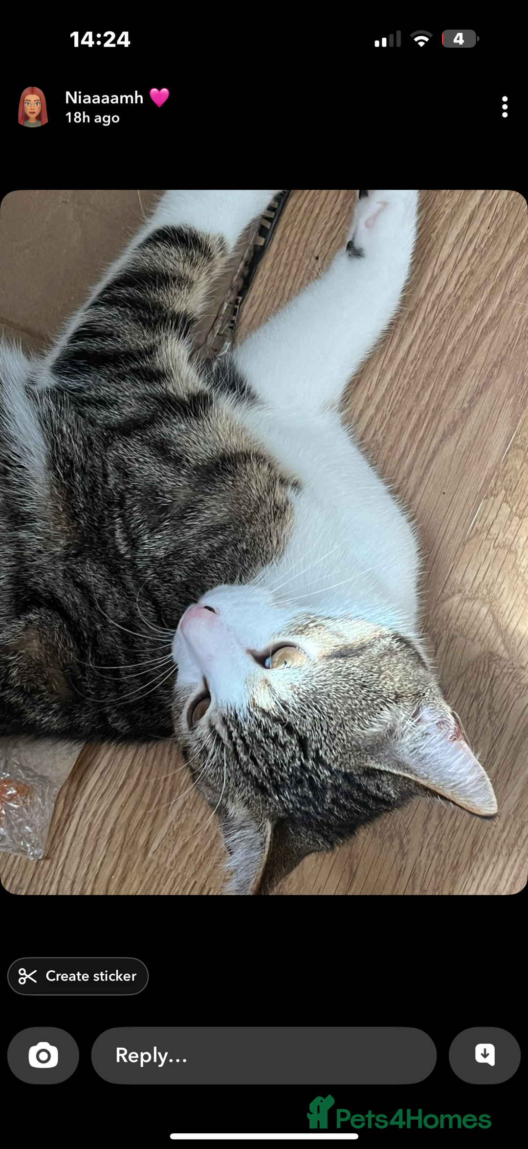 Mixed Breed cats for sale: Homes needed urgently  - Image 5