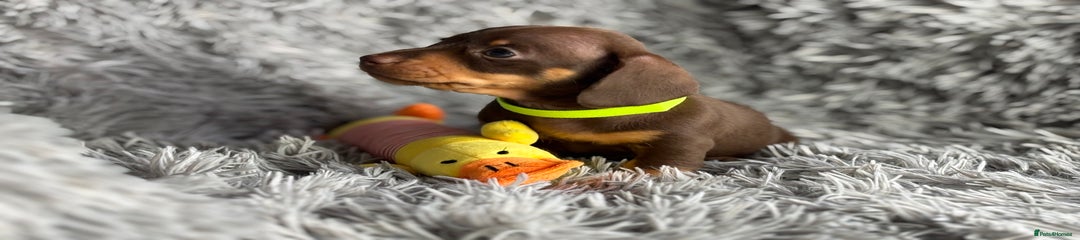 Miniature Dachshund Puppy 3