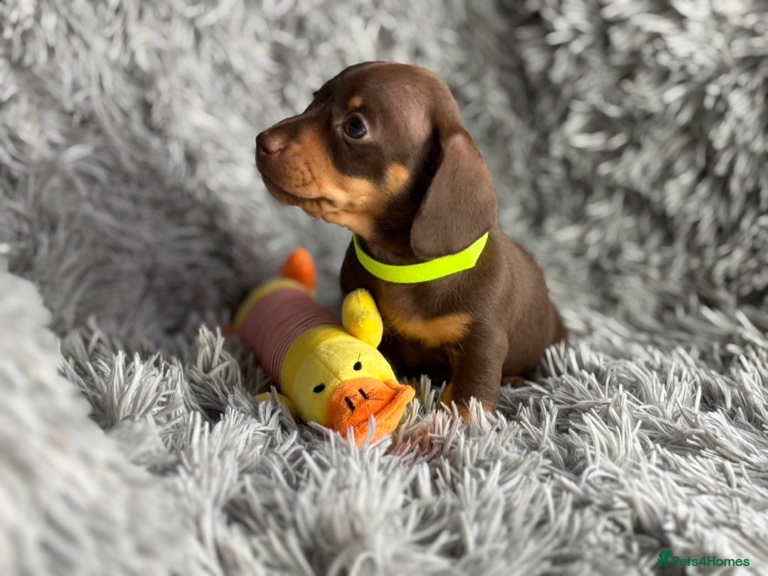 Miniature Dachshund dogs for sale: Last one available PRA Clear Miniature Dachshund  - Advert 12