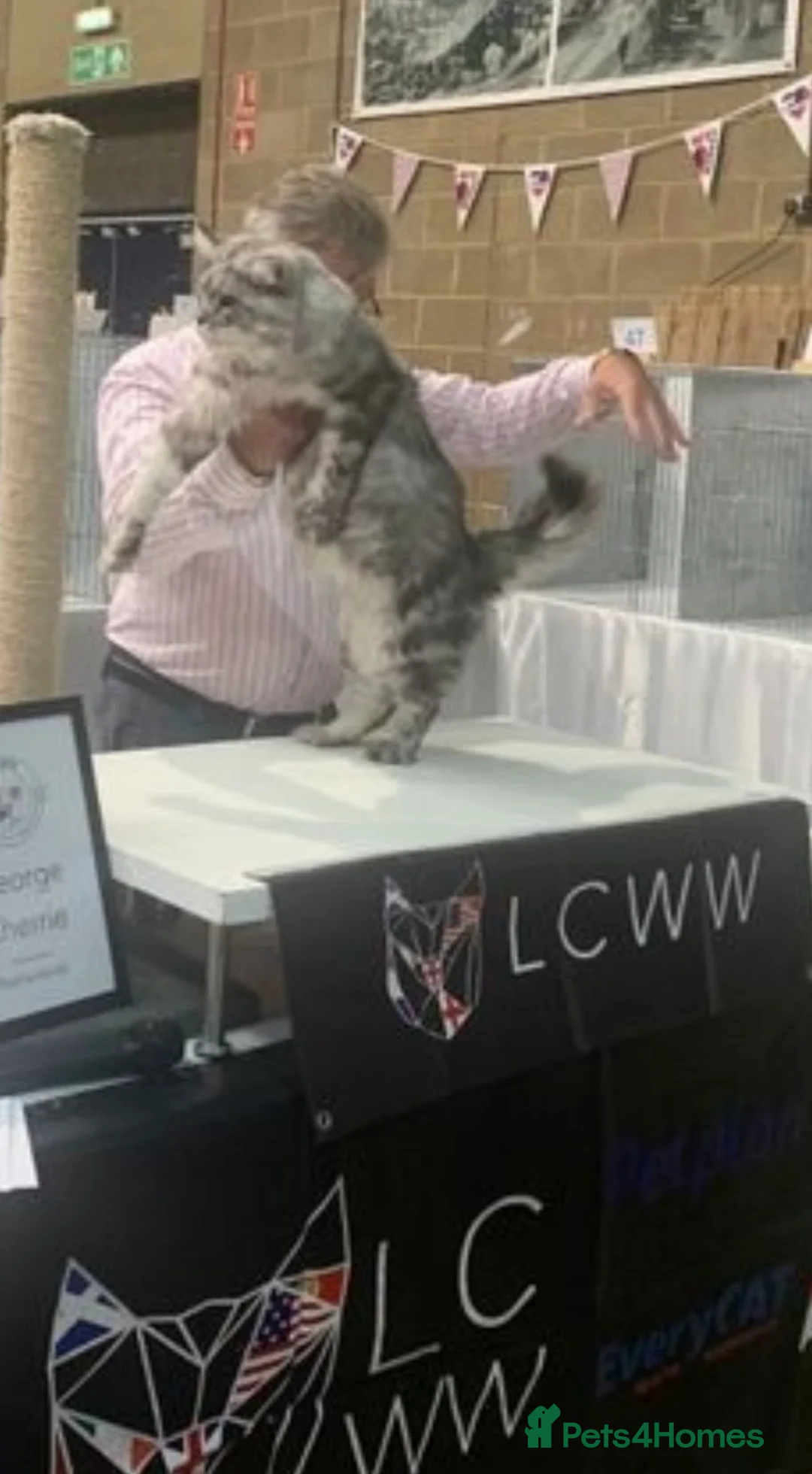 Maine Coon cats for stud: TICA champion and ICWW Maine Coon stud available  in Brighouse - Advert 20