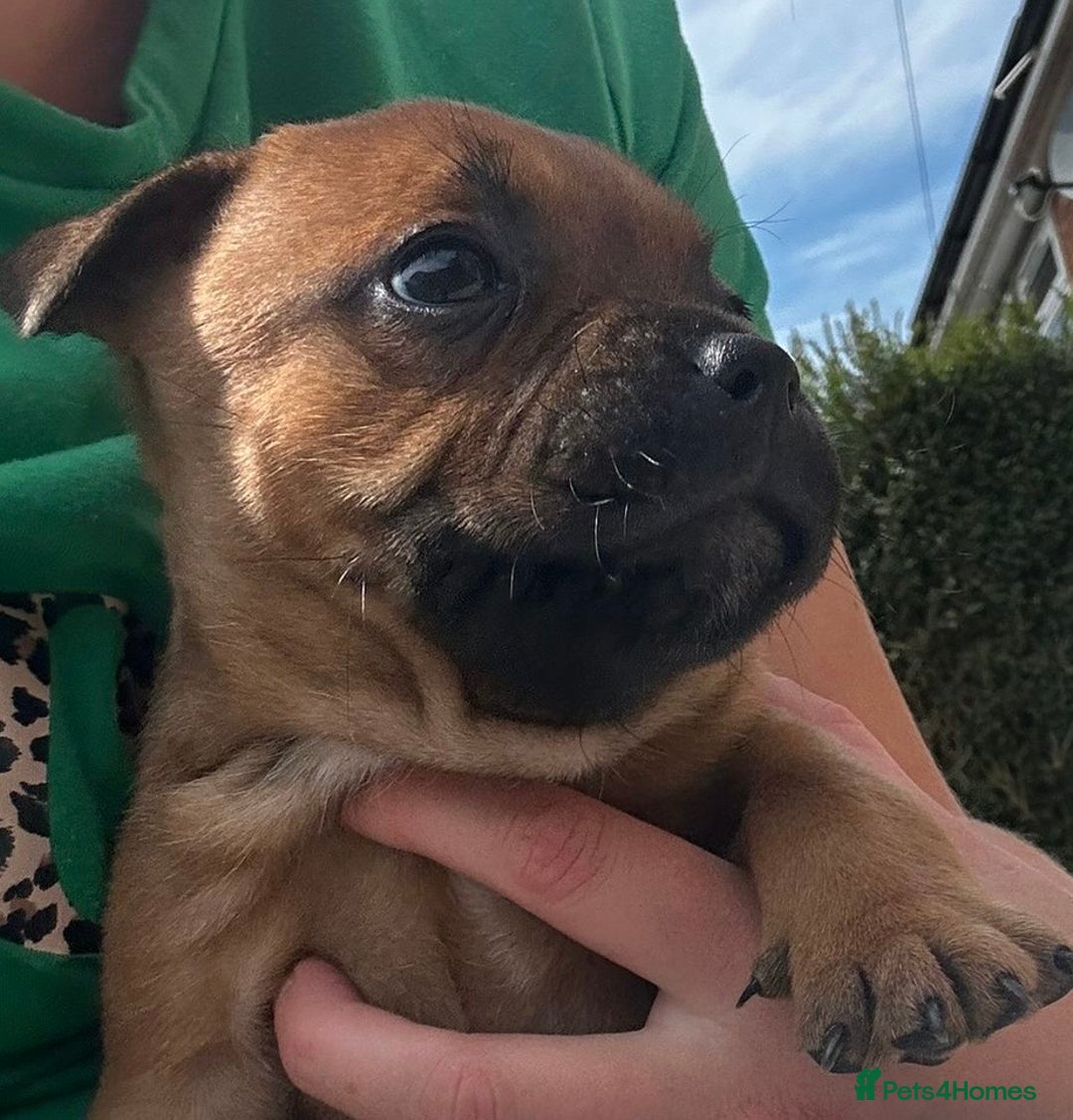 Staffordshire Bull Terrier dogs for stud: Our Red Boy Available For Stud in Pontypridd - Image 20