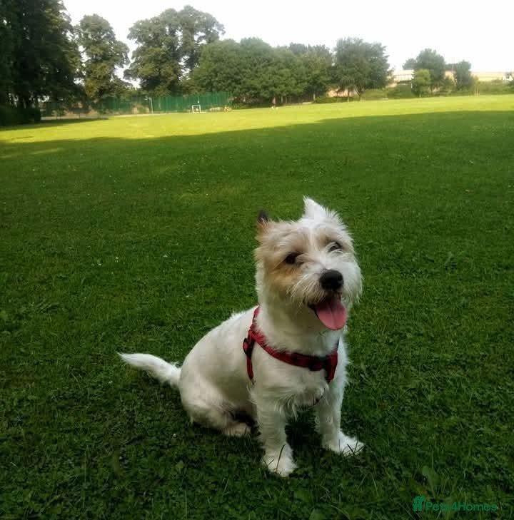Jack Russell dogs Marzena Pawel .S./Jack Russell  - Advert 2