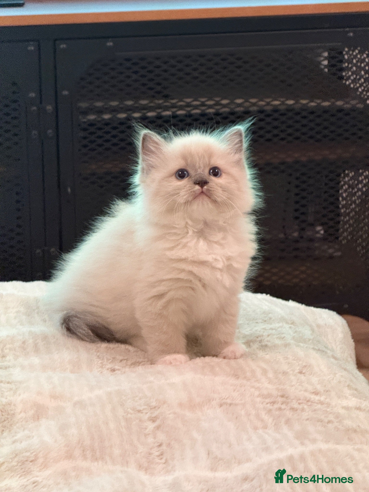 Ragdoll cats Ready Now Ragdoll kittens  - Advert 2