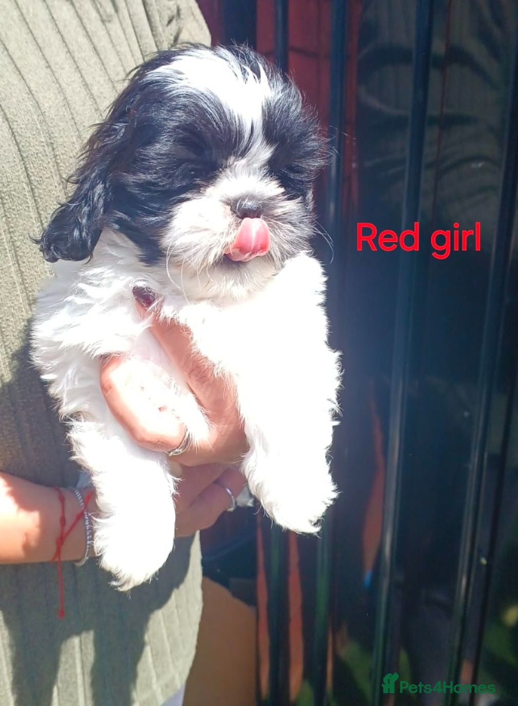 Shih Tzu dogs Shih Tzu puppies for sale  - Advert 7