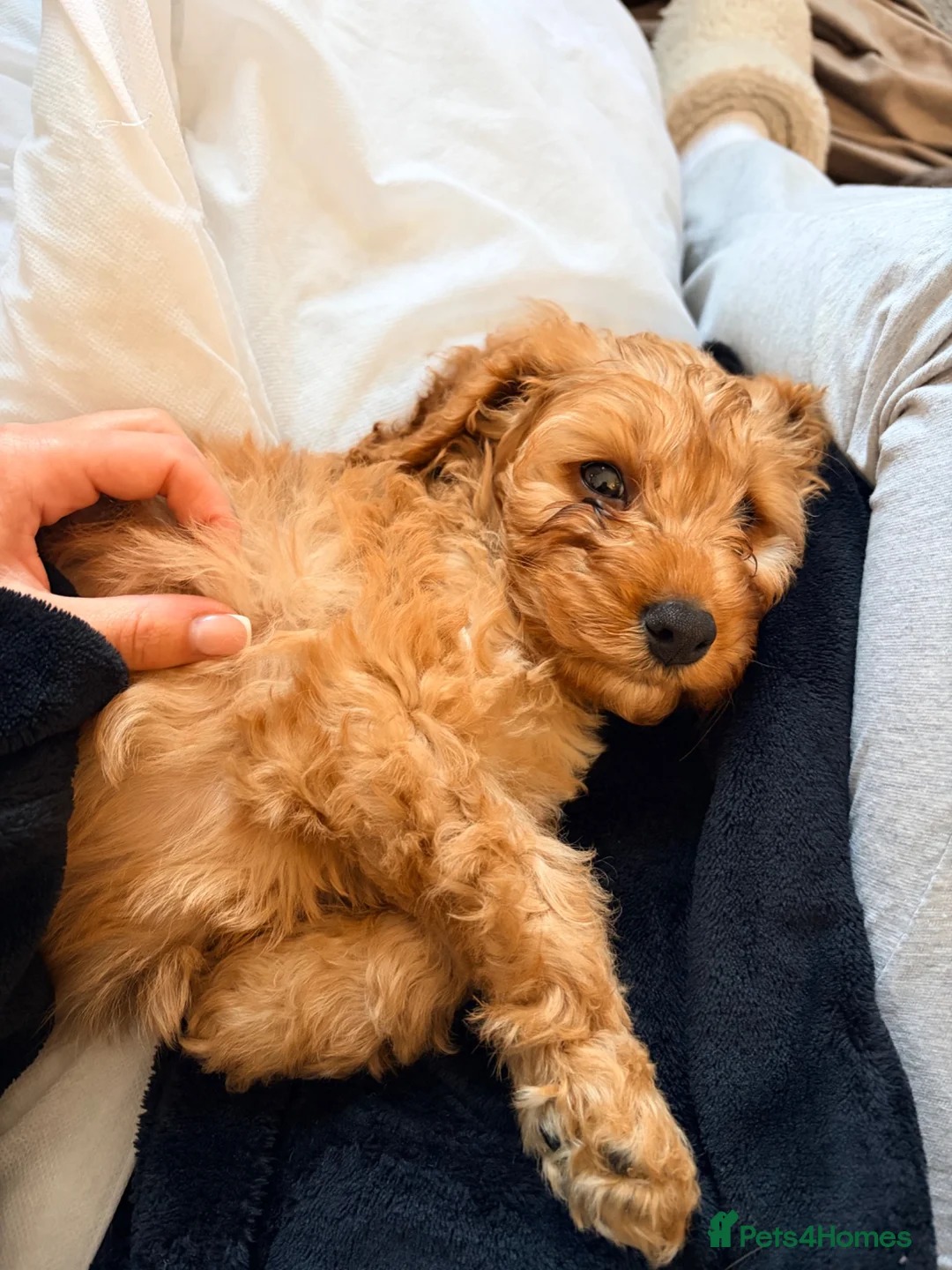 Cavapoo dogs for sale: Teddy - 6 month old Cavapoo  in Stoke-on-Trent - Advert 9