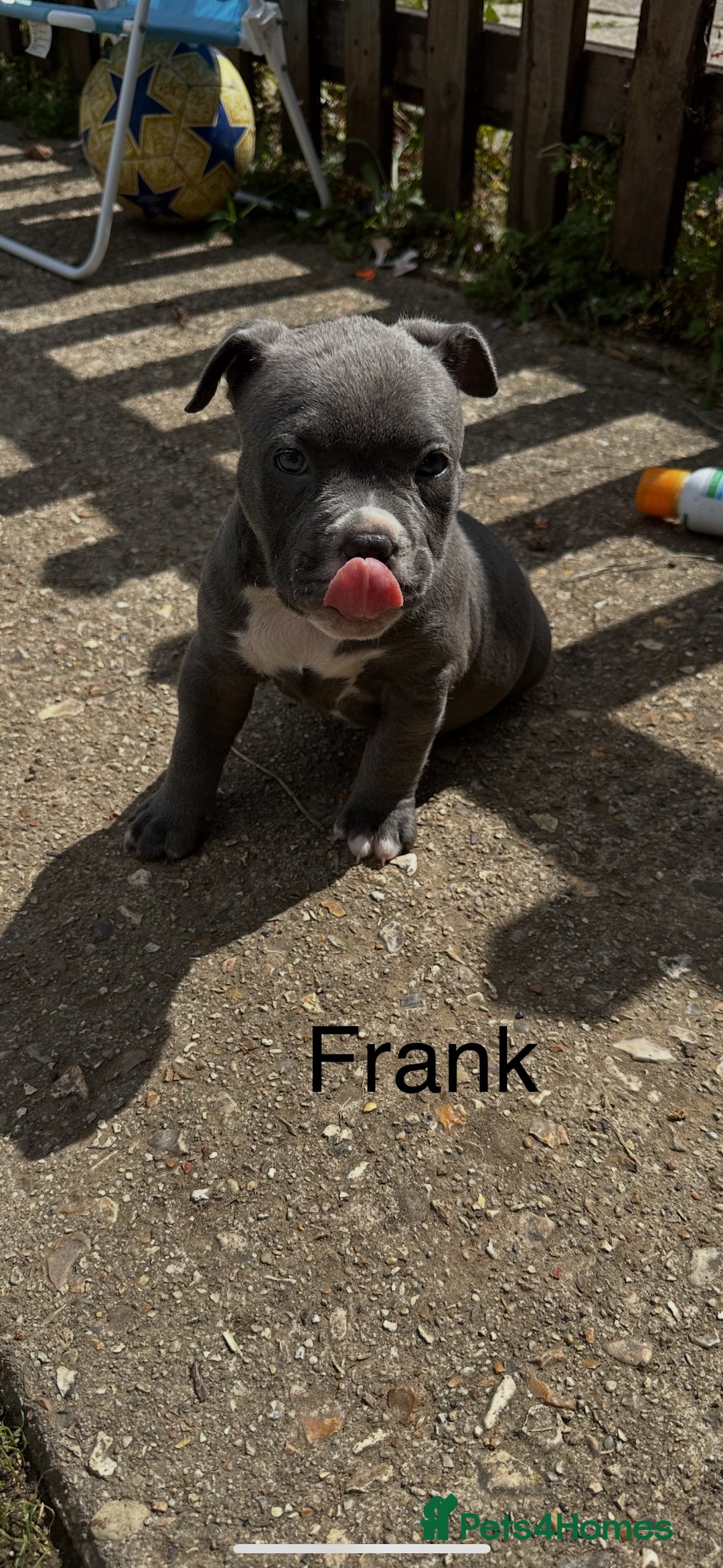 American Bulldog dogs for sale: Pocket bullys - Image 1