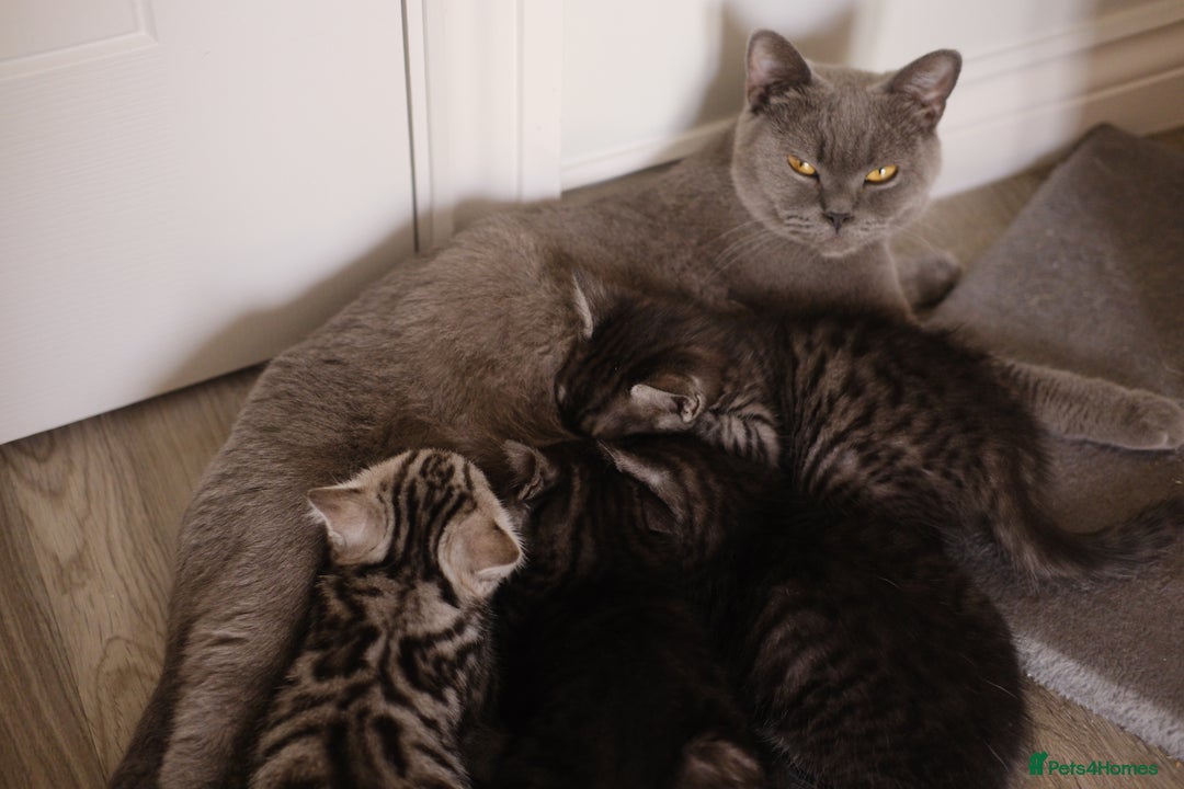 Scottish Fold cats for sale: 🐾 Beautiful Spotted-Belly Scottish Fold x Tabby😺 - Image 14