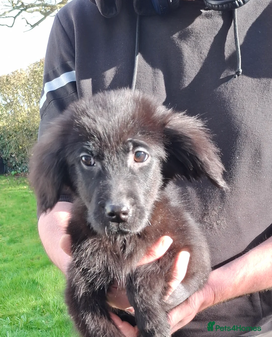 Mixed Breed dogs for sale: flat coated retriever x golden retriever puppies. - Advert 2