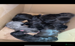 Cane Corso dogs for sale: Cane Corso just had her first litter of babies!!  - Image 4