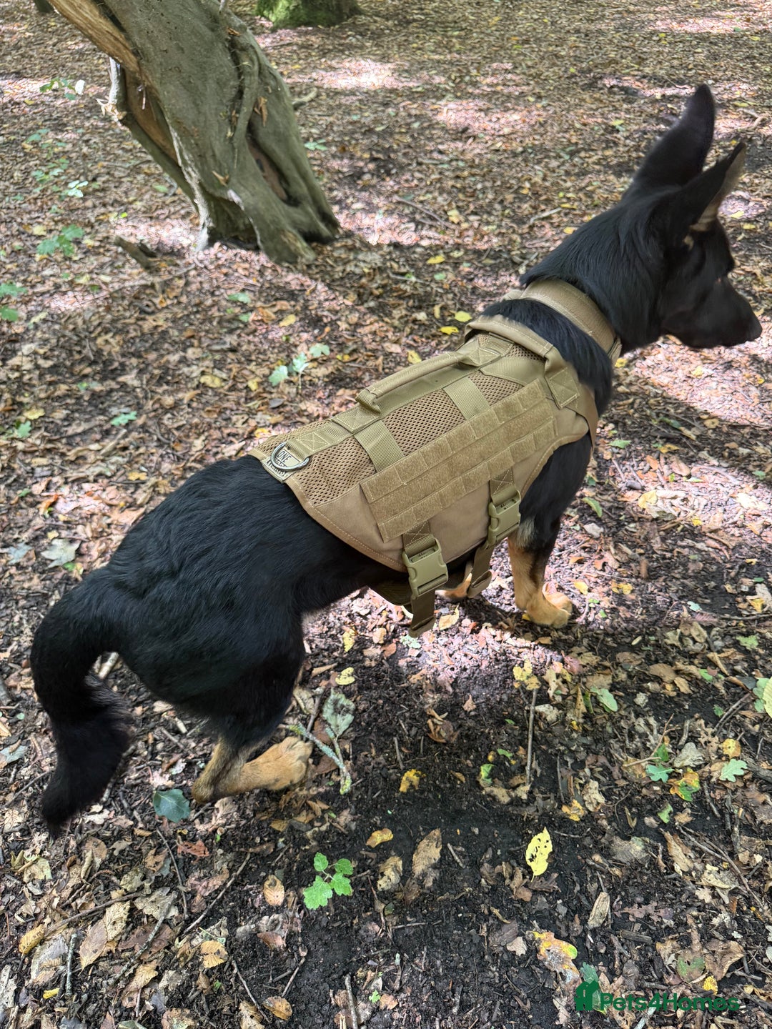 German Shepherd dogs for sale: Rocco is looking for a new home  - Advert 7