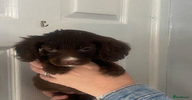 Cocker Spaniel dogs - Advert 5