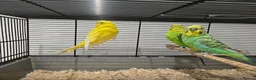 Budgerigars birds for sale: Adult budgies for sale  - Advert 2