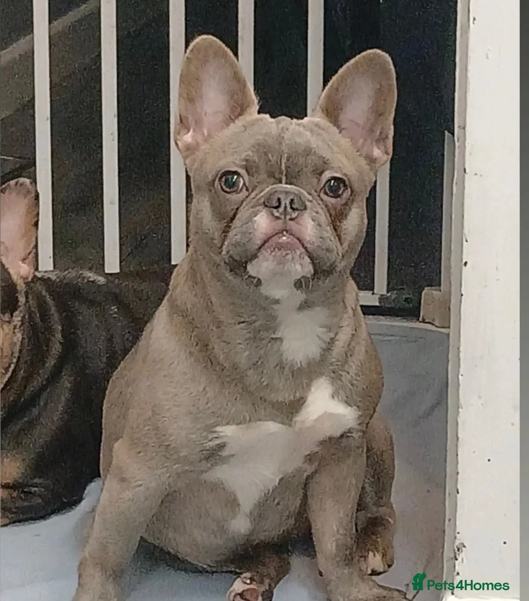 French Bulldog dogs for sale: French bulldogs Fluffy carriers  - Advert 1