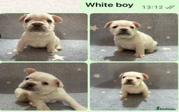 French Bulldog dogs for sale: High Quality French Bulldog Puppies  - Image 3