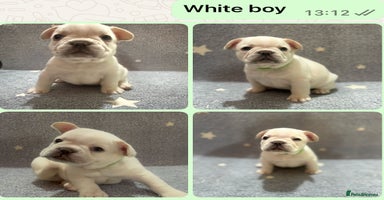 French Bulldog dogs - Advert 3