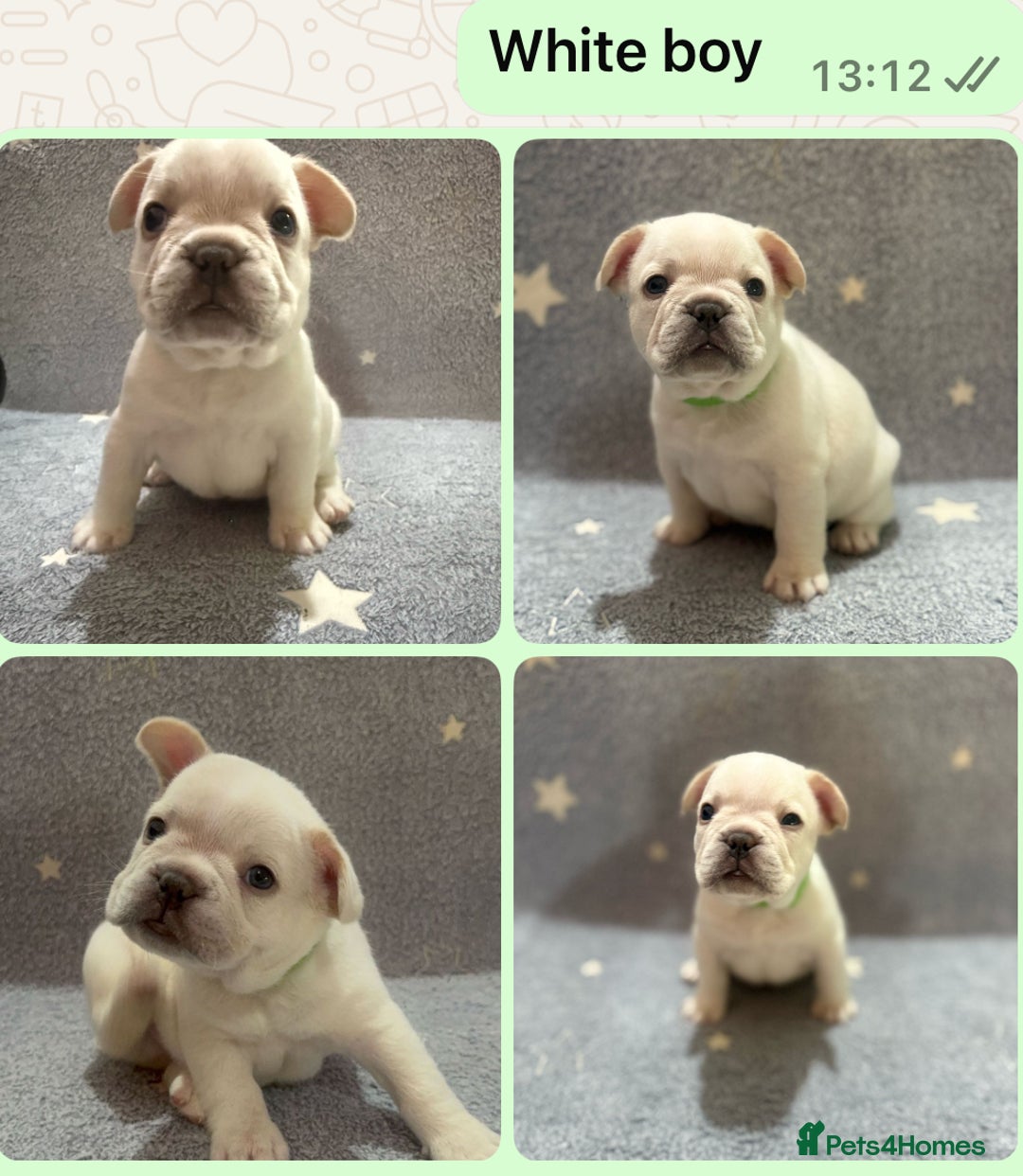 French Bulldog dogs for sale: High Quality French Bulldog Puppies  - Image 3