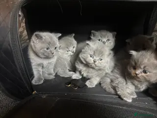 British Shorthair cats British blue shorthair & longhairs kittens - Advert 1