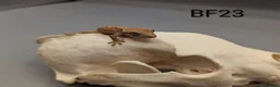 Gecko reptiles for sale: Red harlequin crested gecko  - Advert 3