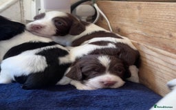 English Springer Spaniel dogs for sale: English working Springer Spaniel puppies for sale  - Image 22