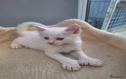 Maine Coon cats for sale: Mainecoon kittens some Polydactyl  - Image 4