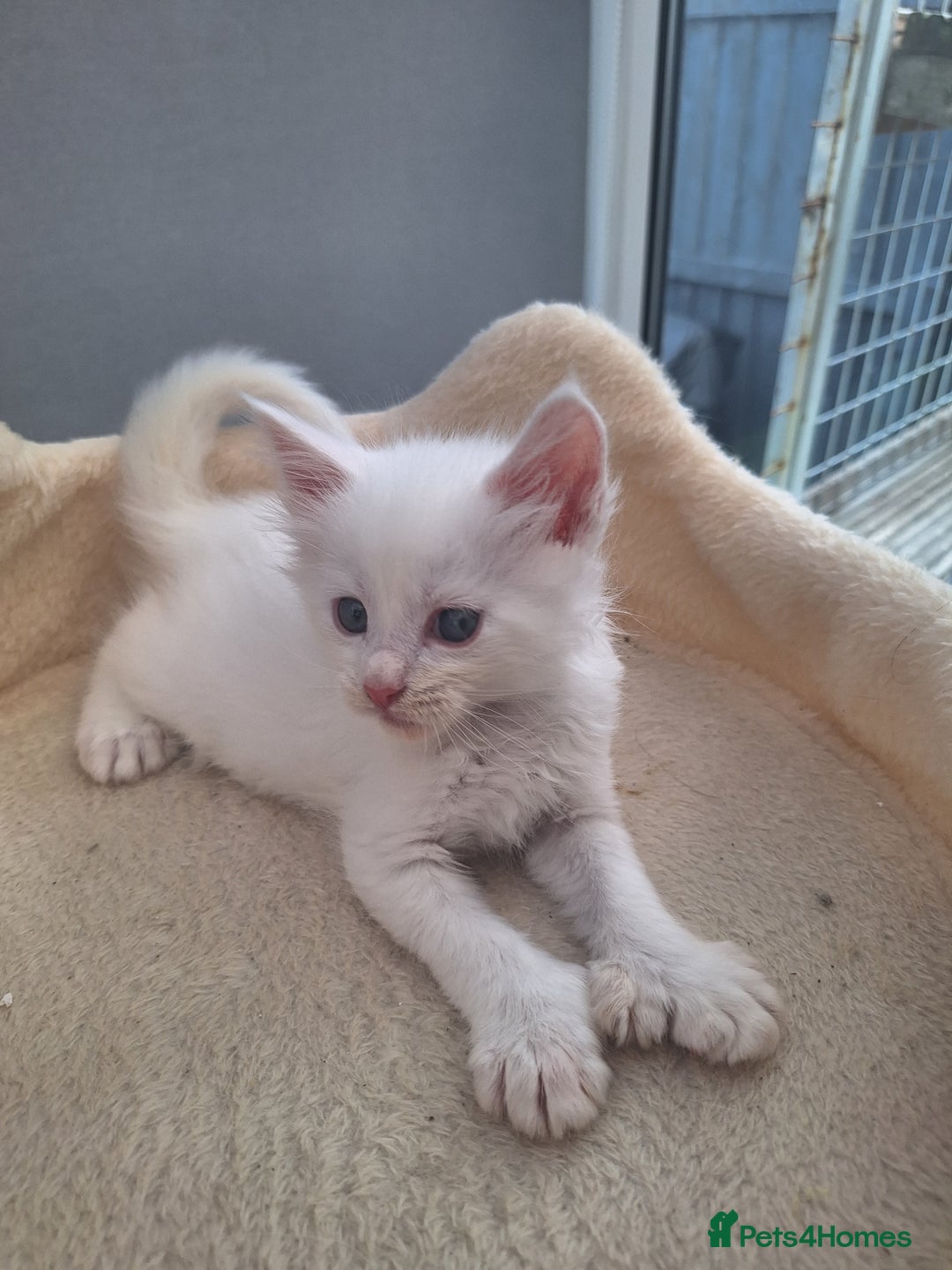 Maine Coon cats for sale: Mainecoon kittens some Polydactyl  - Image 4