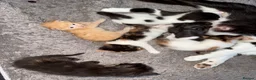 Mixed Breed cats for sale: Mix breed kittens - Advert 3