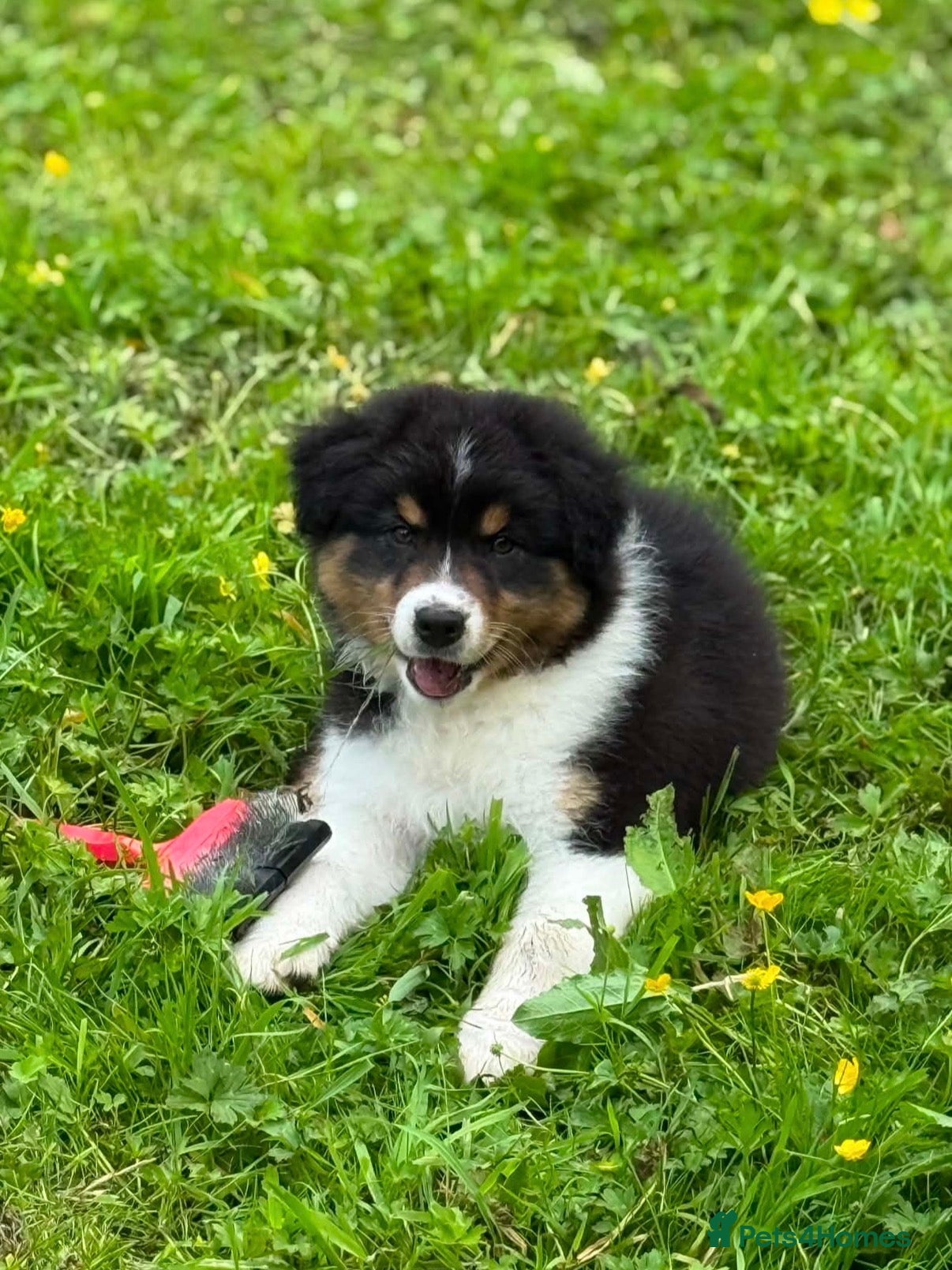Australian Shepherd dogs Australian shepherd Black Tri Puppy Female - Advert 1