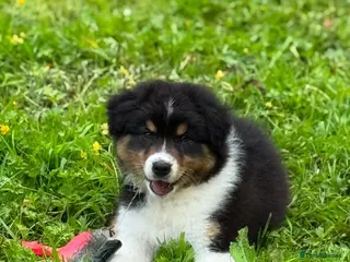 Australian Shepherd dogs Australian shepherd Black Tri Puppy Female - Advert 4