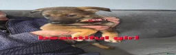 Mixed Breed dogs for sale: GERMAN SHEAPARD X ALASKAN MALAMUTE - Advert 2