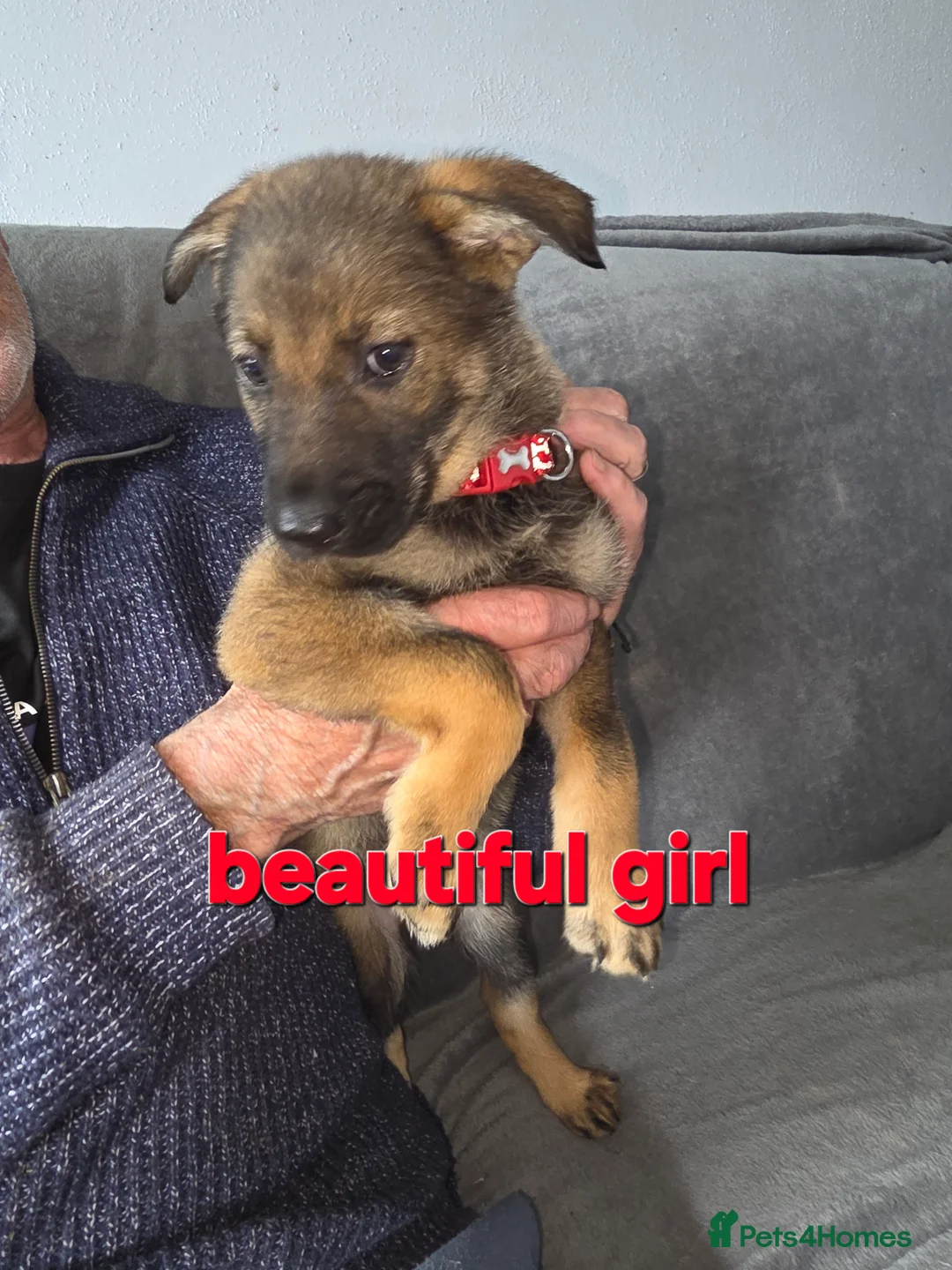 Mixed Breed dogs for sale: GERMAN SHEAPARD X ALASKAN MALAMUTE - Advert 2
