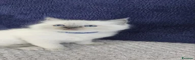 Ragdoll Kitten 1