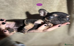 French Bulldog dogs for sale: Beautiful French bulldog puppies  - Image 18