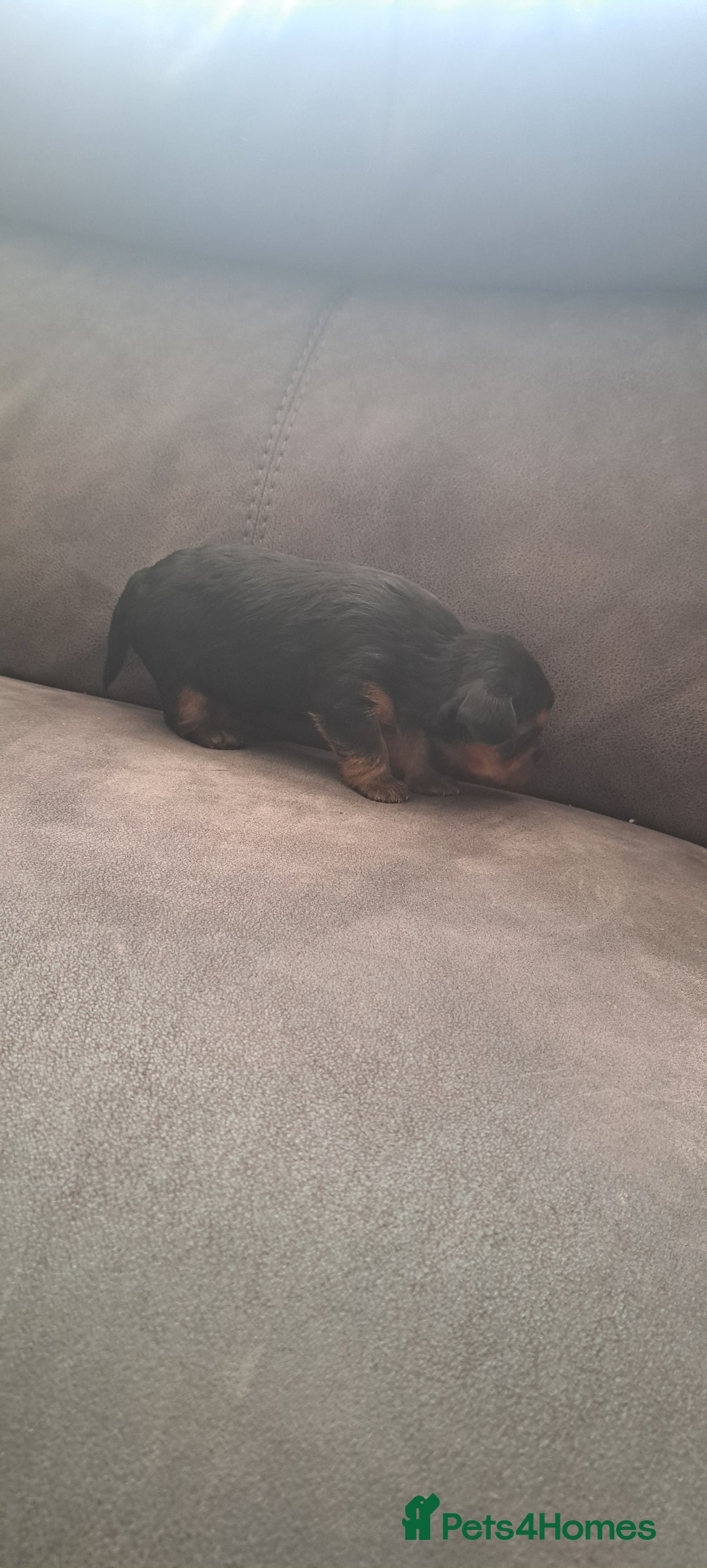 Yorkshire Terrier dogs for sale: 3 beautiful yorkshire terrier puppies  - Image 3