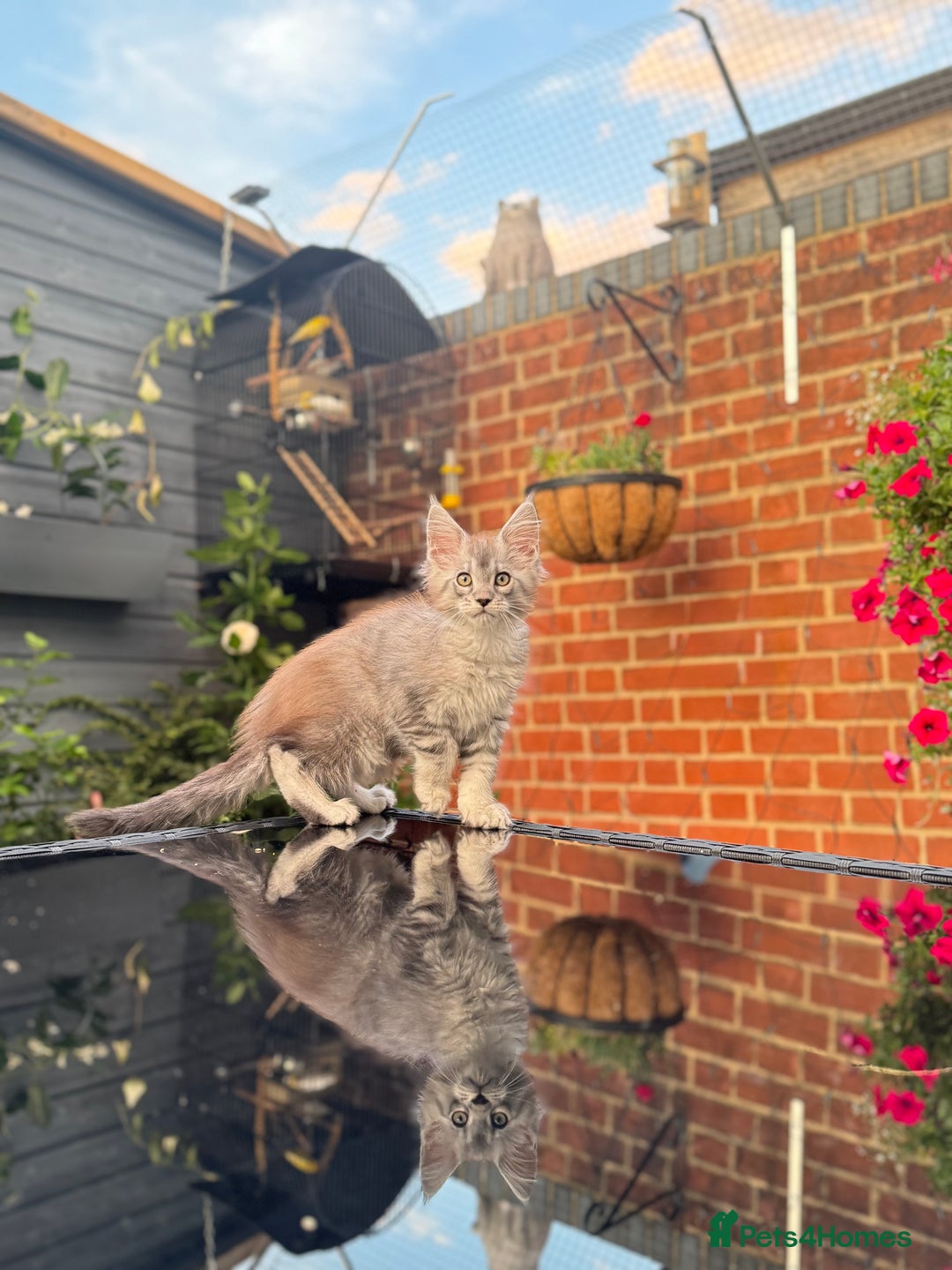 Maine Coon cats for sale: Perfect Maine Coons - Image 20