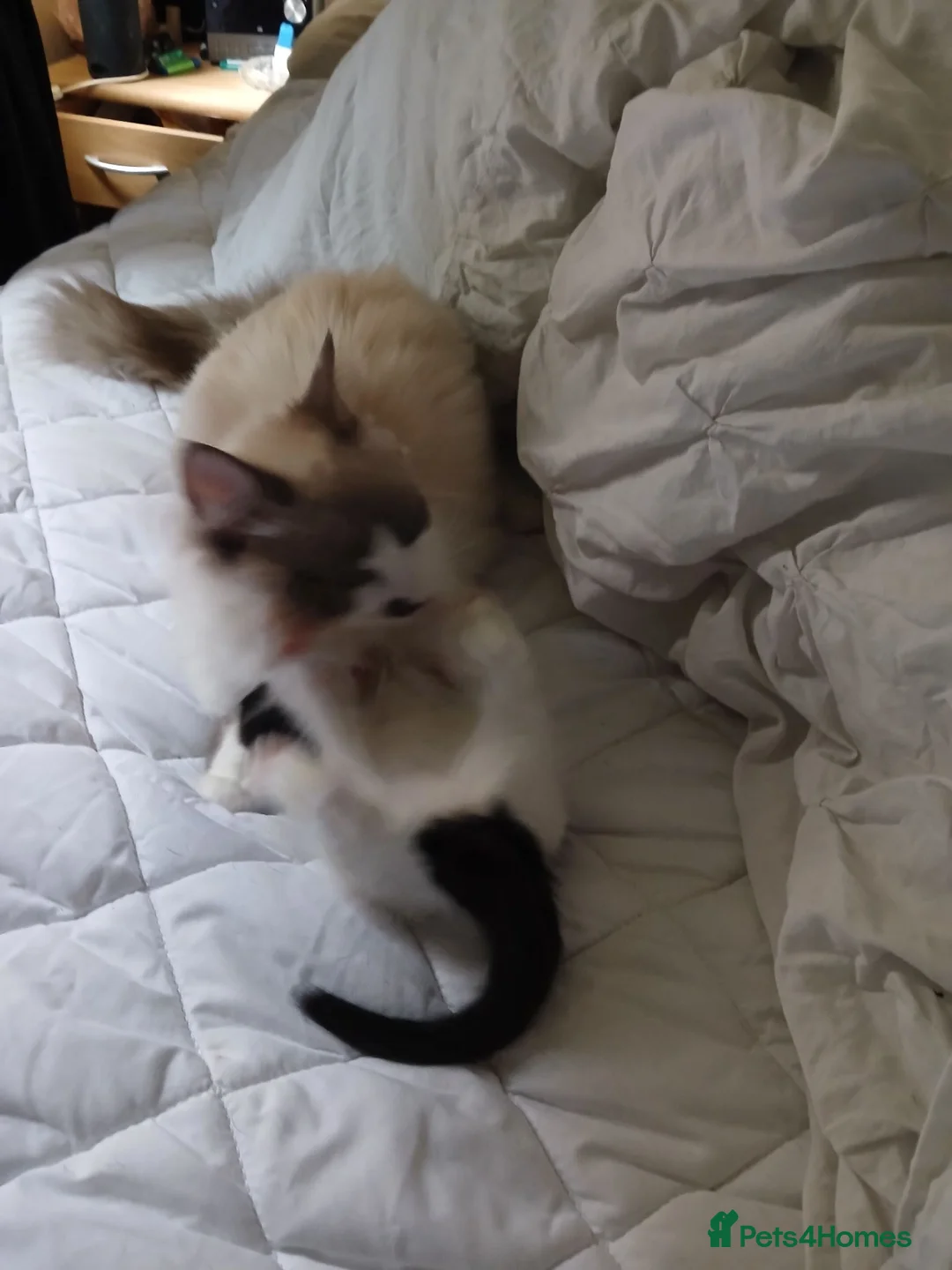 Ragdoll cats for sale: Ragdoll cross in Farnborough - Advert 1