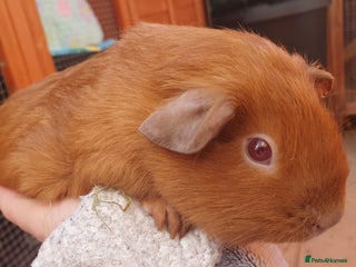 Guinea Pig rodents guinea pigs - Advert 14