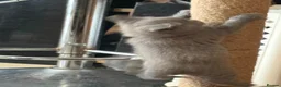 British Shorthair cats for sale: British Shorthair kittens  - Advert 7
