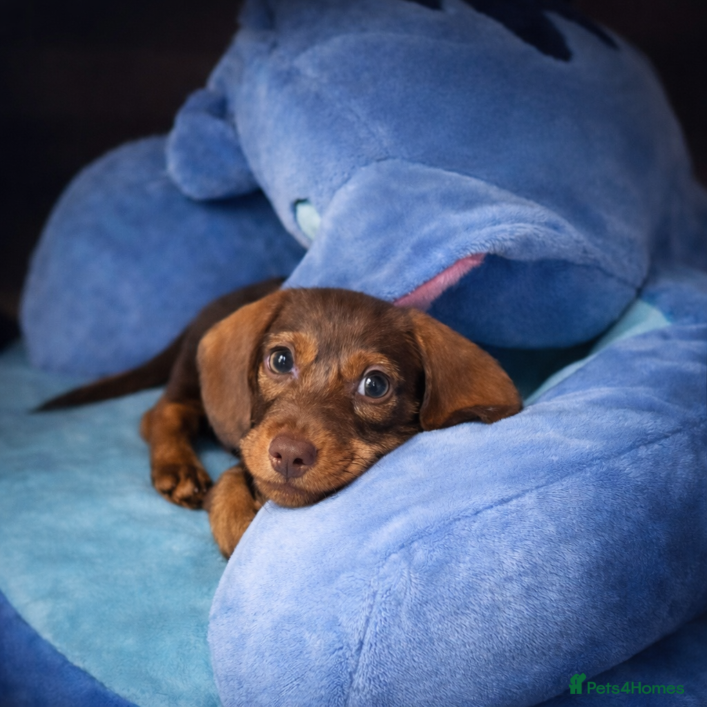 Miniature Dachshund dogs Male miniature dachshund  - Advert 14