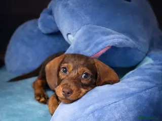 Miniature Dachshund dogs Male miniature dachshund - Advert 14