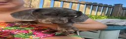 Miniature Dachshund dogs for sale: Ready now Miniature Dachshund Fluffy boy left 🩶 - Advert 4