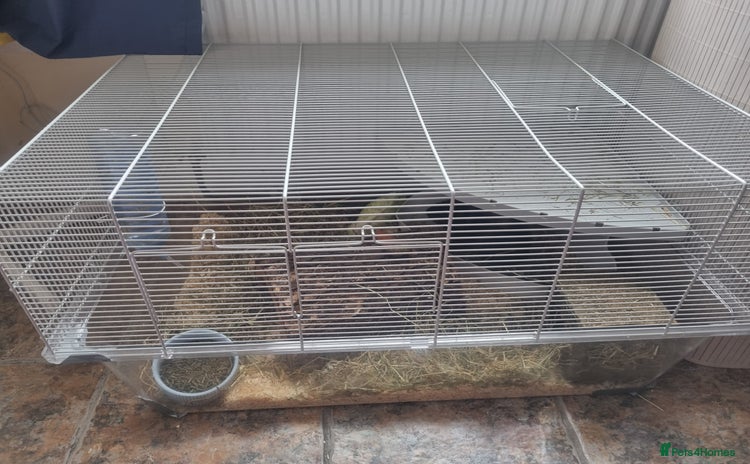 Guinea Pig rodents - Advert 1